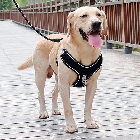 The Pet Factory Reflective Adjustable Pet Leash for Dogs| Durable and Comfortable| Strong Nylon with Padded Handle| Straps Dogs Perfect for Harness and Neck Collar Belts ((D-Shape) 1/3 inch x 4 feet